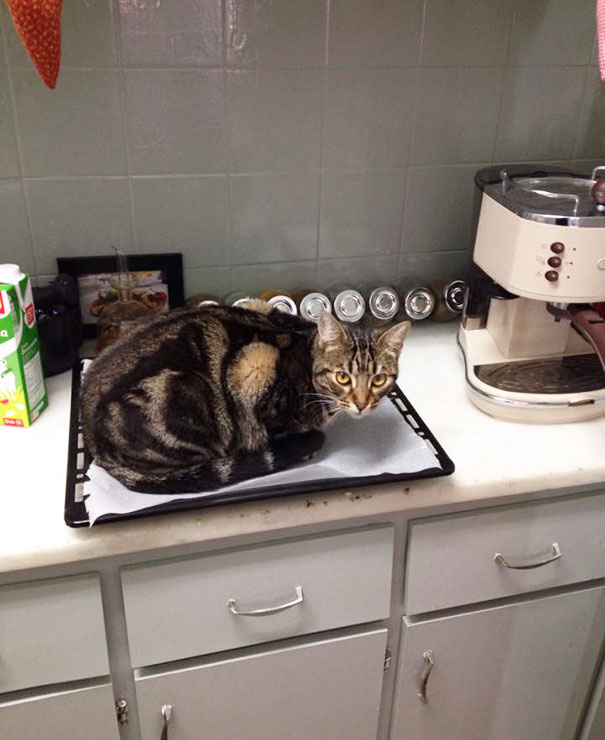 Warm Oven Tray, Turn Around For One Second, And Suddenly - Cat