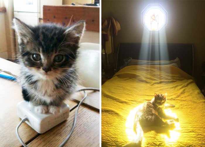 204 Cats Who Love Warmth More Than Anything