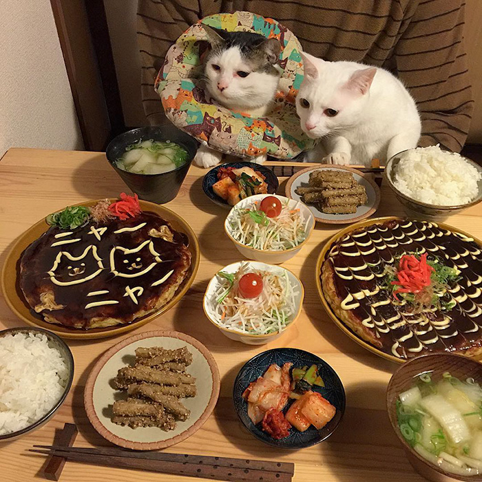 Japanese Couple Captures Every Time Their Cats Watch Them Eat