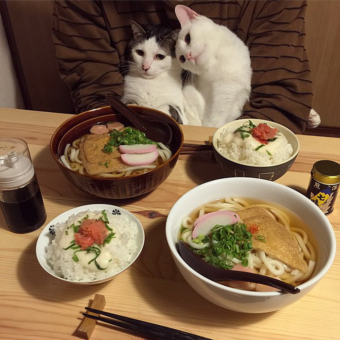 cats-watching-people-eat-naomiuno-13