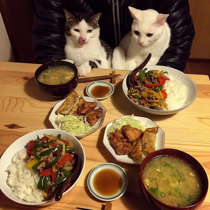 cats-watching-people-eat-naomiuno-16