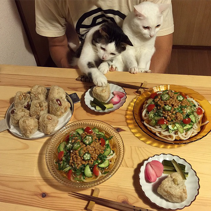 Japanese Couple Captures Every Time Their Cats Watch Them Eat