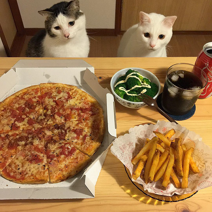 cats-watching-people-eat-naomiuno-24