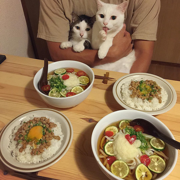 cats-watching-people-eat-naomiuno-3