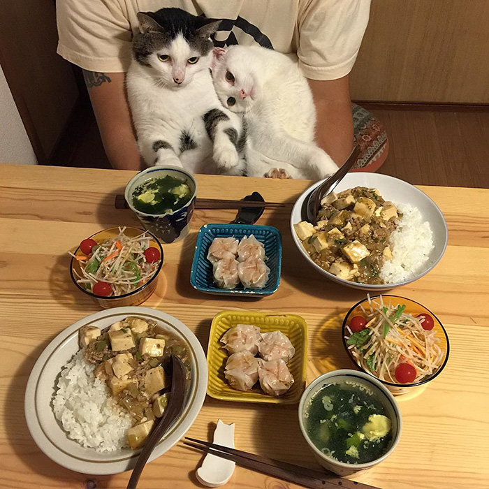 cats-watching-people-eat-naomiuno-4