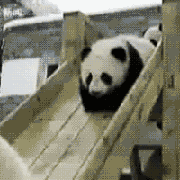 Check Out This Panda.gif!