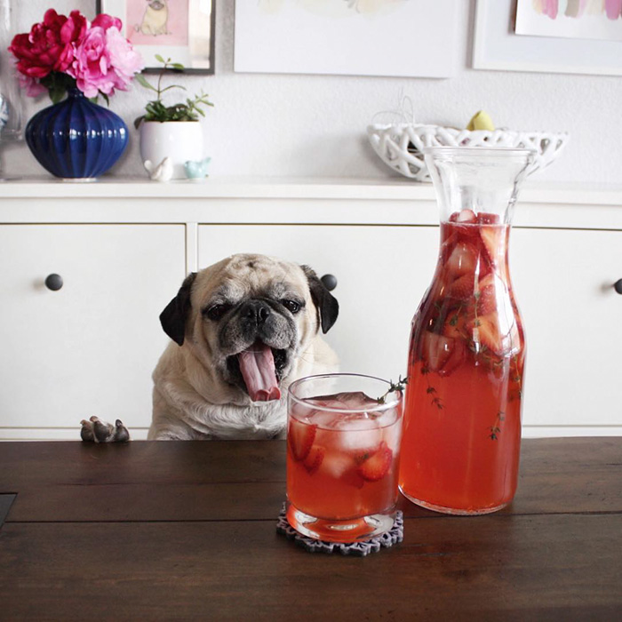Cocktail Pug