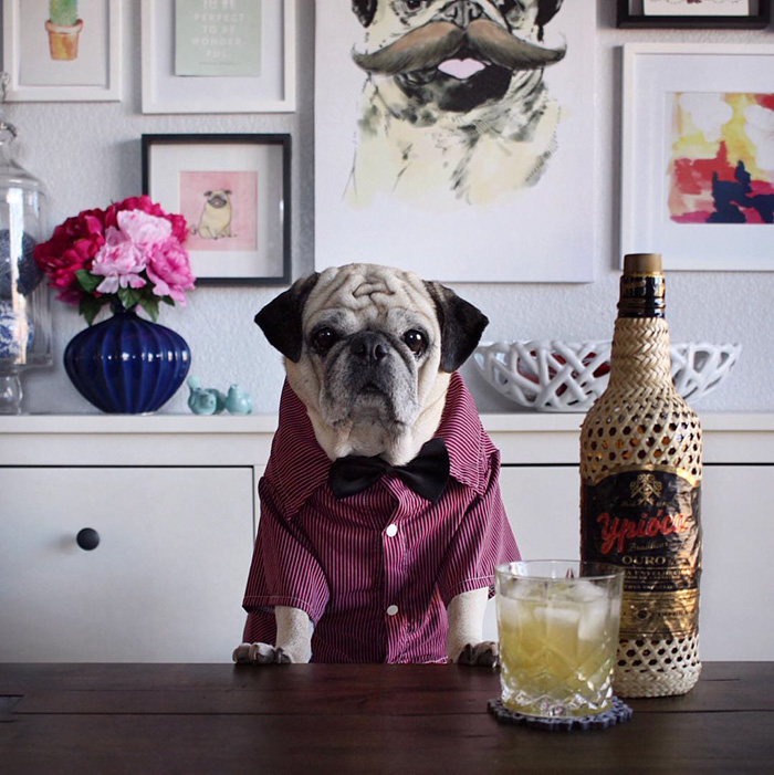 Cocktail Pug