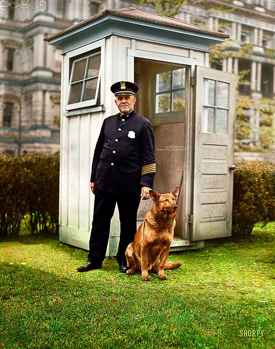King Tut, President Hoover's Big German Police Dog