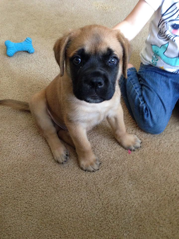 Almost 2 Years Ago When Our Mastiff Puppy Kaiju Was Tiny And Innocent