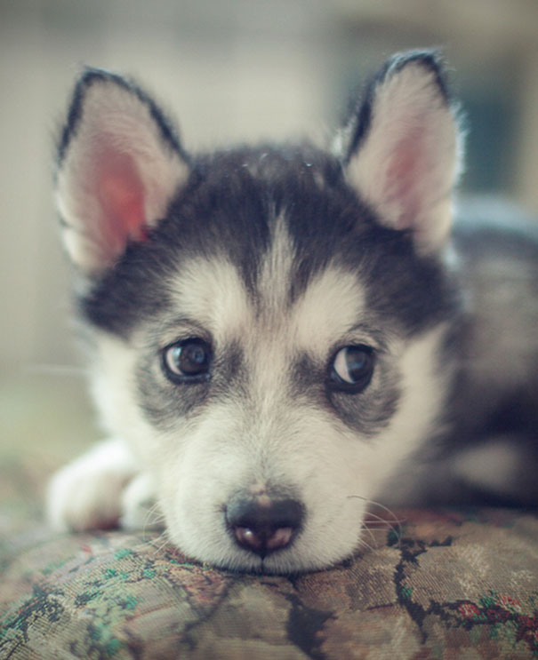I've Been Angry All Day For No Reason At All, And I Want To Say Sorry To Everyone. Here Is A Cute Puppy