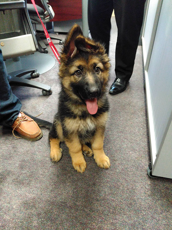 My Boss Got A Puppy And Brought Her Into The Office