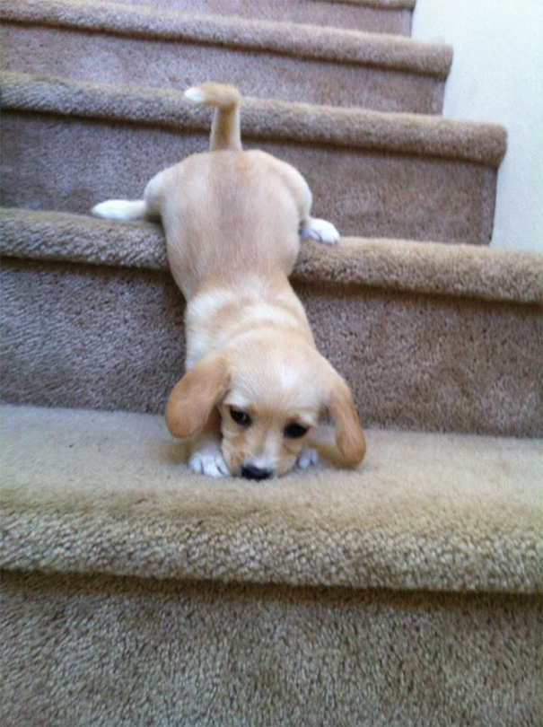 The Stairs Were A Little Too Hard Today