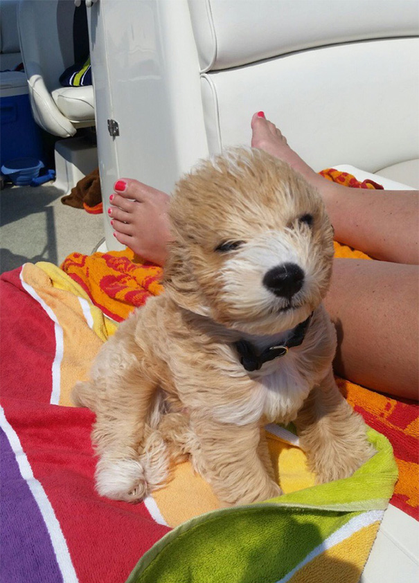 My Mom's Puppy Went Out On The Boat Today. It Was A Little Windy