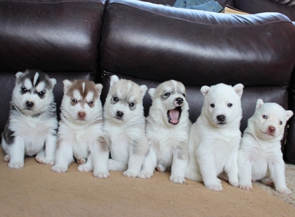 If Huskies Came In A Variety Pack, They Would Look Something Like This