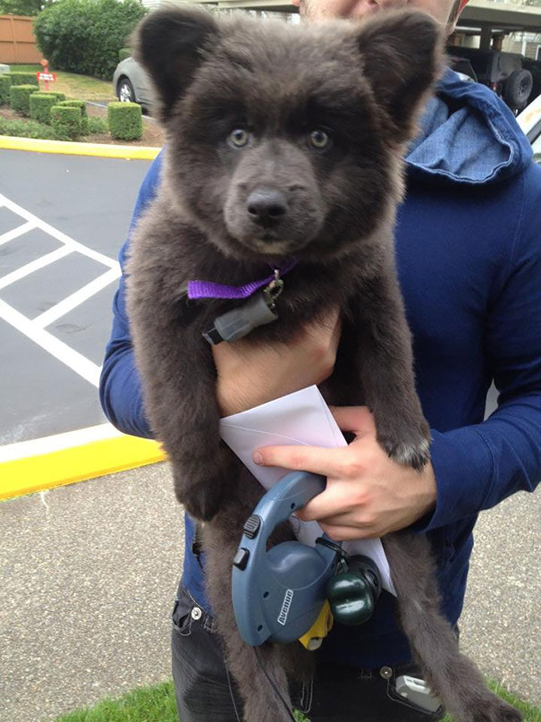 Meet My Little Bear Cub, I Mean Puppy