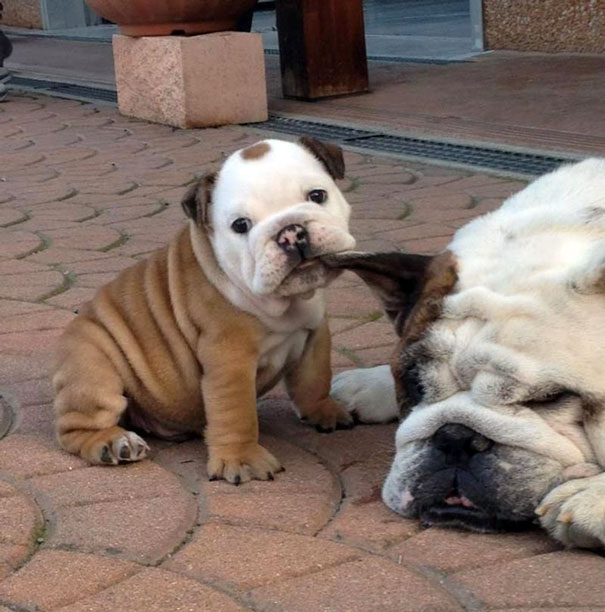Awwww Such A Cute Bulldog Puppy Trying To Wake Up Daddy
