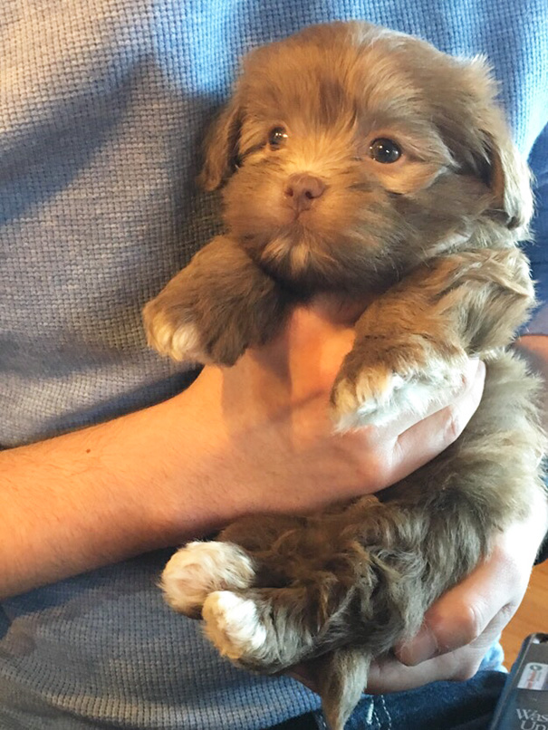 He Doesn't Have A Name Yet, But My Parents Got The Cutest Puppy