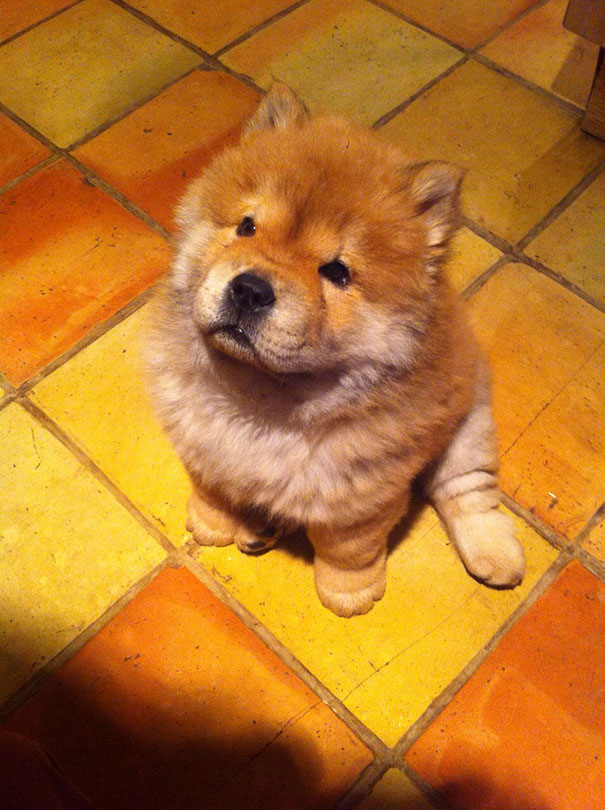 Fiancé's Parents Got A New Puppy. Meet Baloo