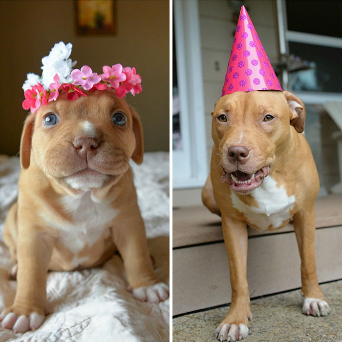 Abandoned Pup Celebrates The 1st Birthday No One Thought She Would Live To See
