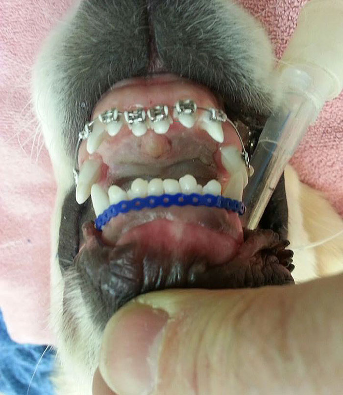 dog-braces-golden-retriever-teeth-problems-wesley-molly-moore-1