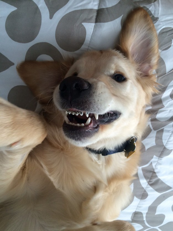 This Dog Couldn't Close His Mouth, So He Got Braces