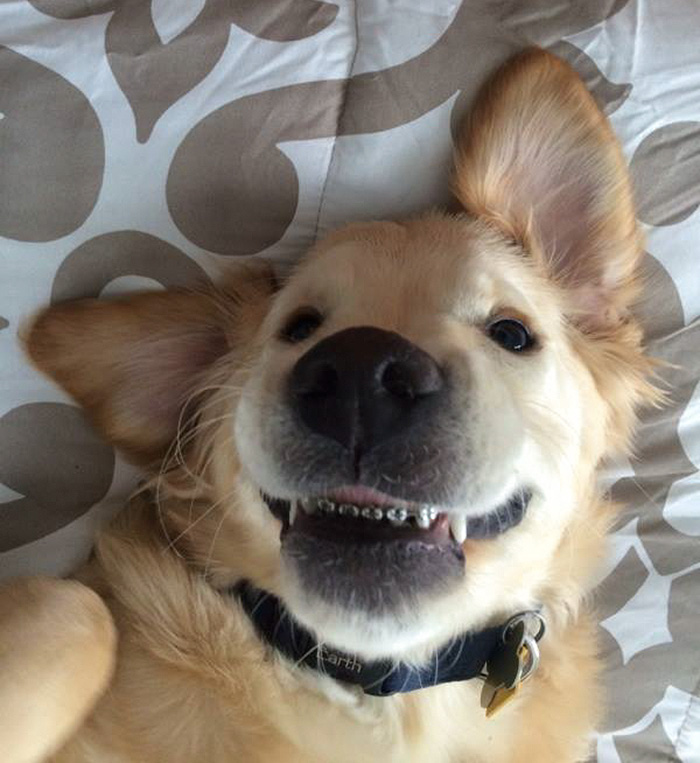 This Dog Couldn't Close His Mouth, So He Got Braces