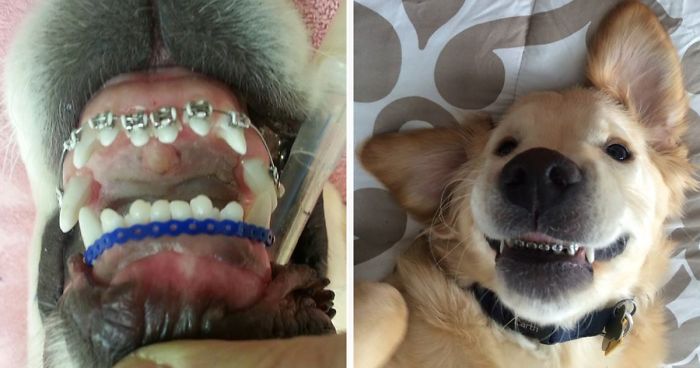 This Dog Couldn T Close His Mouth So He Got Braces Bored Panda