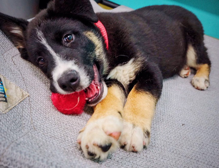 First Dog Cafe In U.S. Lets You Adopt A Dog While Enjoying Your Coffee