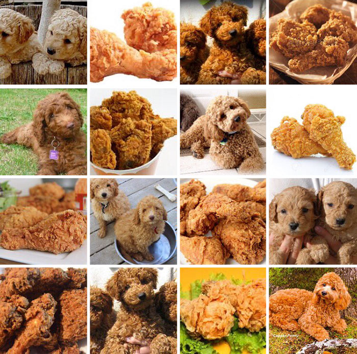 Labradoodle Or Fried Chicken?