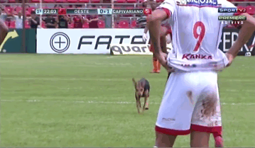 dog-interrupts-soccer-game-brazil-13