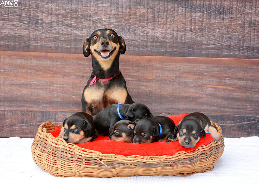 Maternity Photoshoot Dog Just Gave Birth To 5 Super Cute Puppies