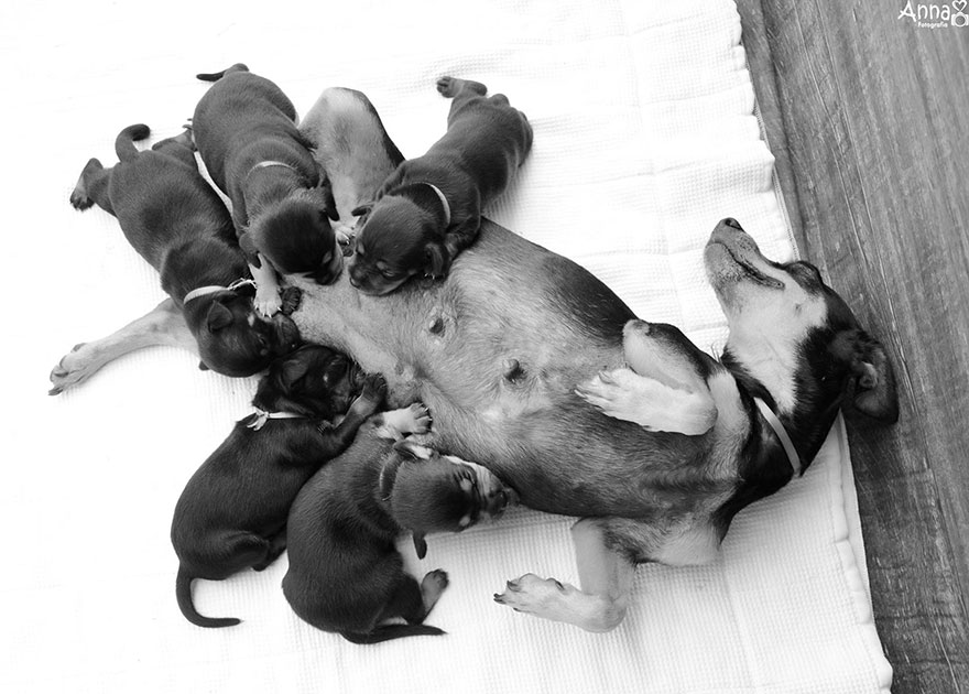 Maternity Photoshoot Dog Just Gave Birth To 5 Super Cute Puppies