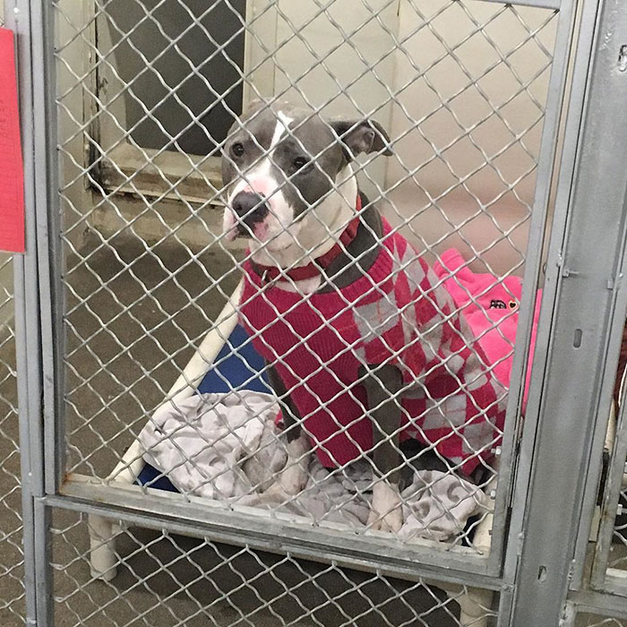 dog-shelter-removes-breed-labels-adoption-pitbulls-arizona-10