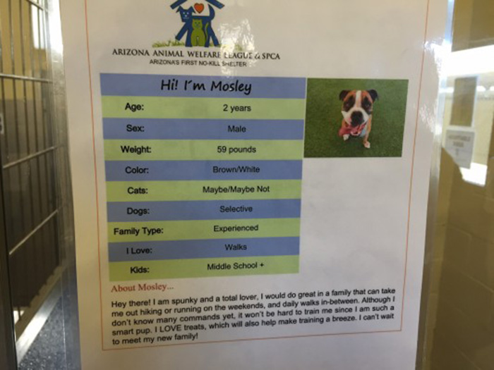 dog-shelter-removes-breed-labels-adoption-pitbulls-arizona-2