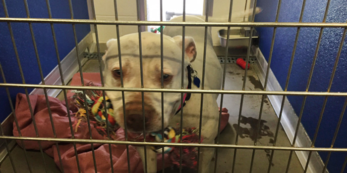 dog-shelter-removes-breed-labels-adoption-pitbulls-arizona-3