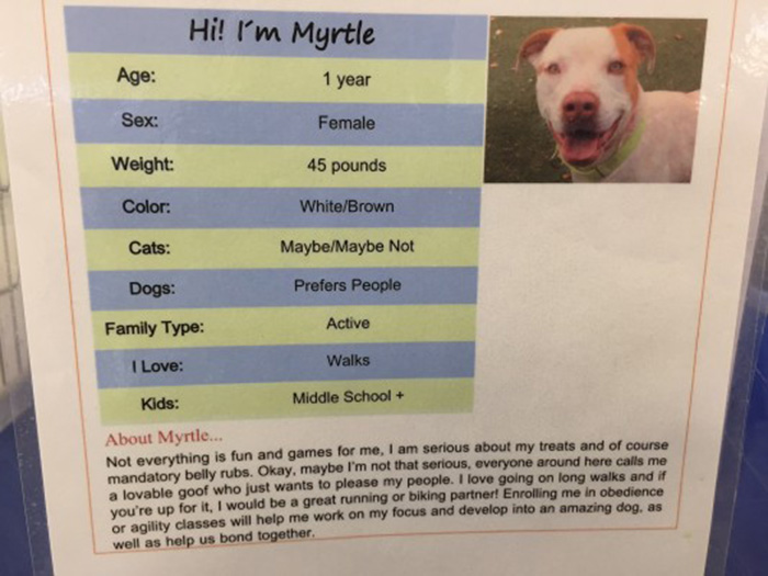 dog-shelter-removes-breed-labels-adoption-pitbulls-arizona-6