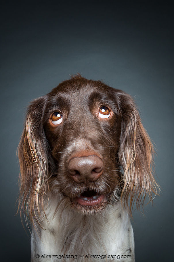 Dogs Questioning The Photographer’s Sanity