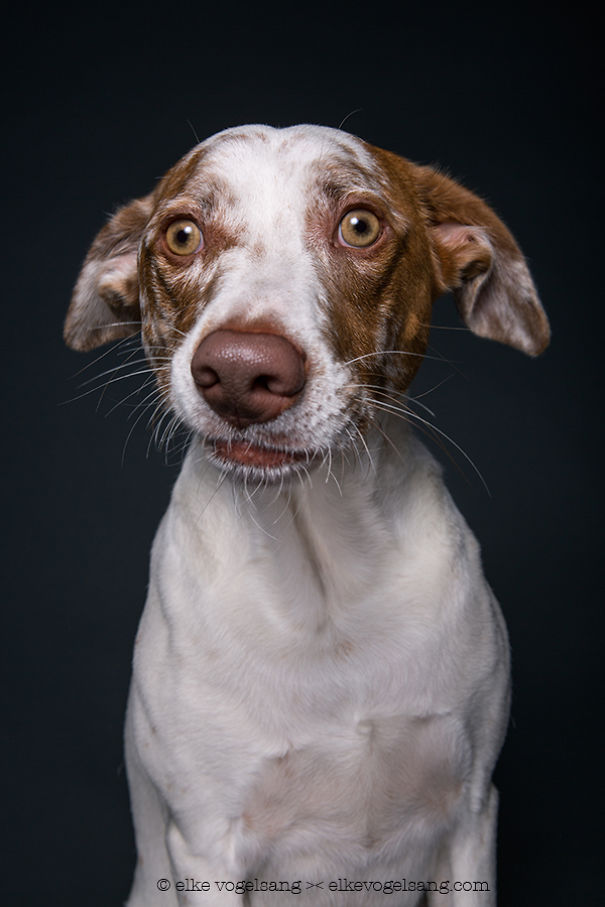 Dogs Questioning The Photographer’s Sanity