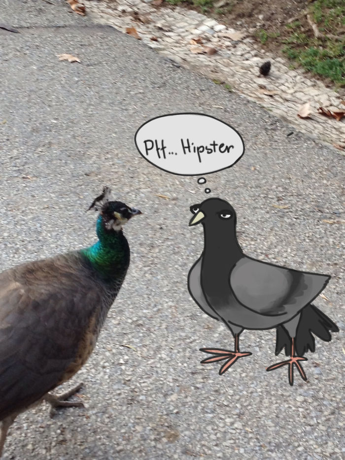 What Does The Pigeon Say