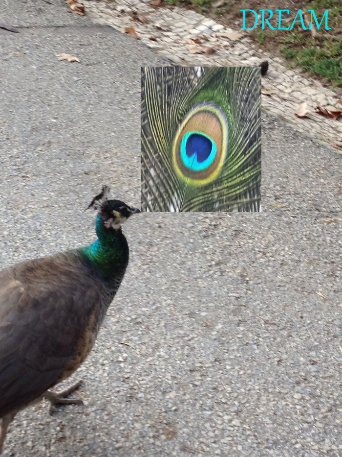 Peacock Dreams