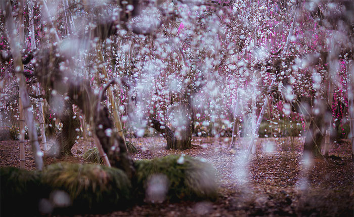 I Captured Spring In Japan