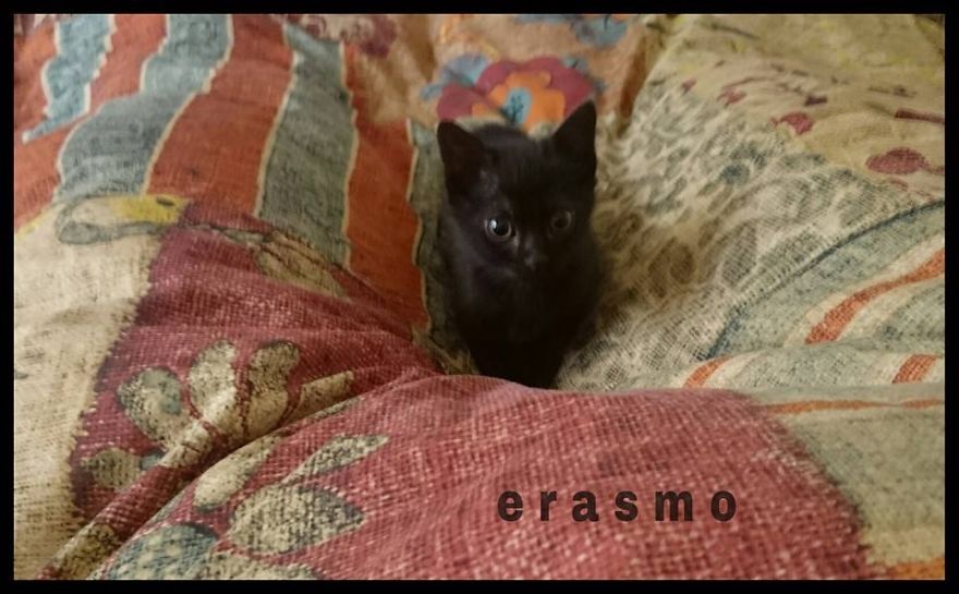 Erasmo Erasmo