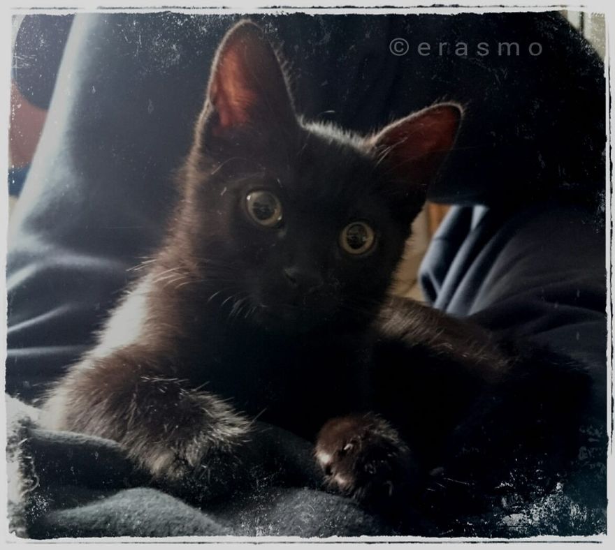 Erasmo Erasmo