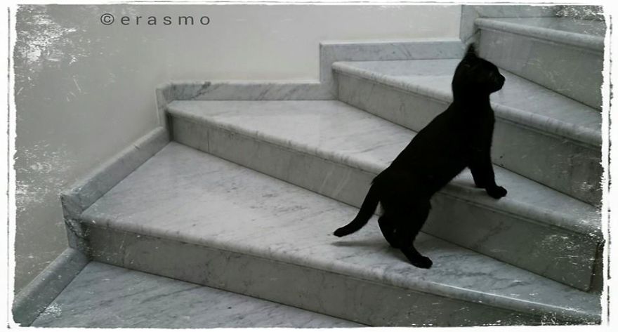 Erasmo Erasmo