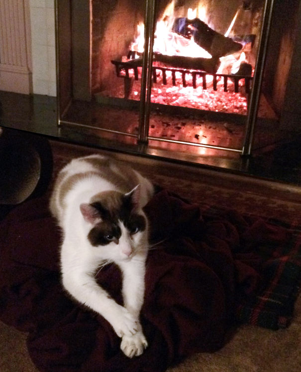 Cat Butt Roasting By An Open Fire...