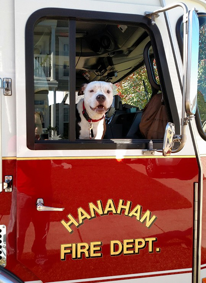 A Puppy Saved From A Fire Becomes A Firefighter