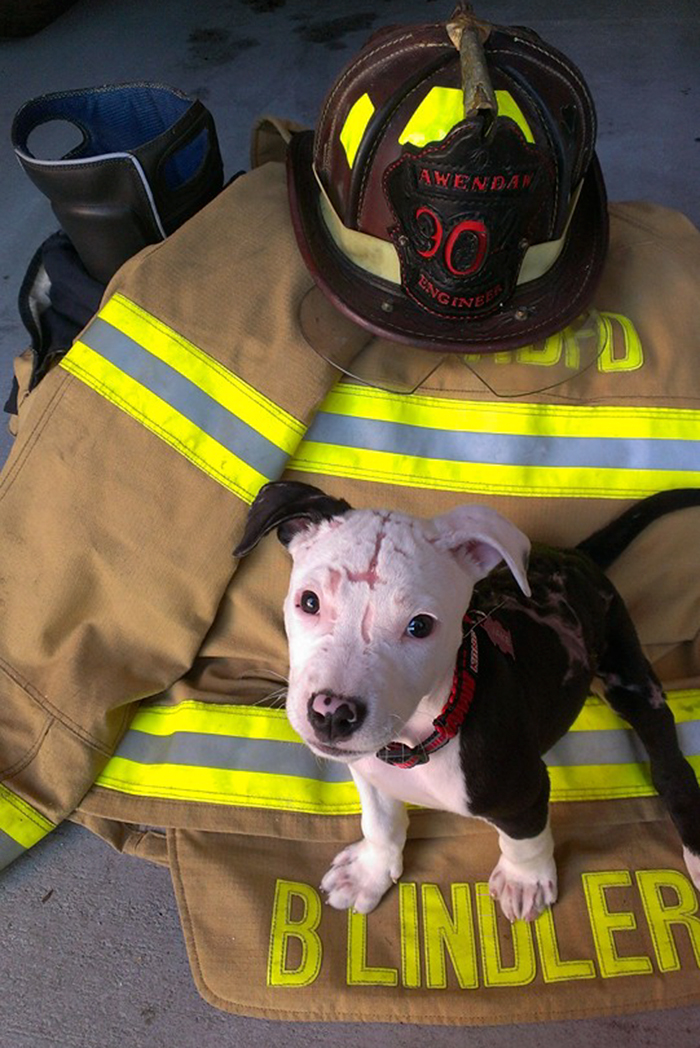 A Puppy Saved From A Fire Becomes A Firefighter