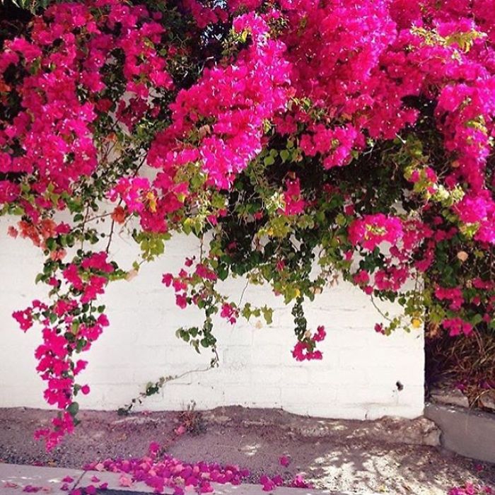 Flowers!