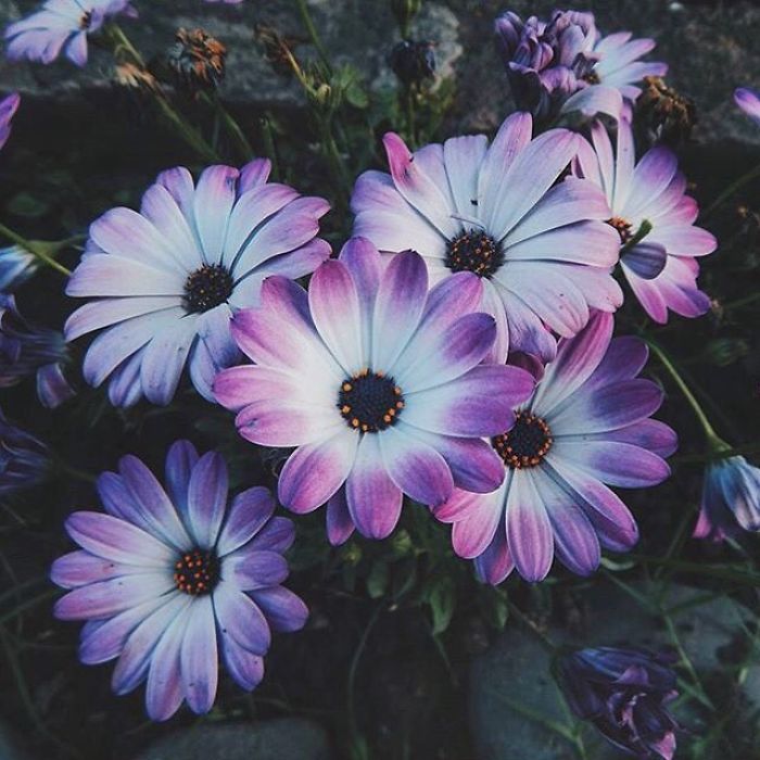 Flowers!